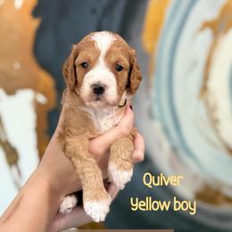 Quiver - Red  male Goldendoodle puppy in Orangevale, California from Ugly Dad Doodles