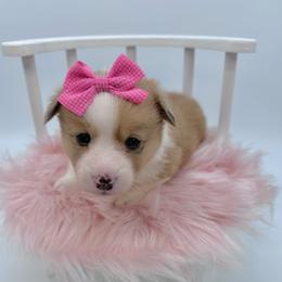 Dawn - Fawn merle female American Corgi puppy in Waskom, Texas from Piney Woods Corgis