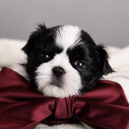Majesty's Shih Tzu Armani - Black and white male Shih Tzu puppy in Douglas, Massachusetts from Majesty’s Shih Tzus