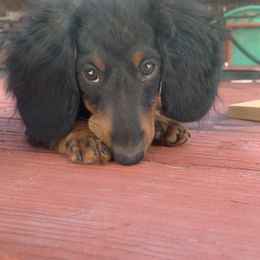 Martin - Dachshund