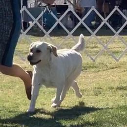 Labrador Retrievers from Solsbury Hill Labradors