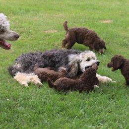 Poodle Puppies from RK'S Pets