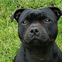Staffordshire Bull Terrier All Grown Up from Noumenon Staffords
