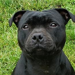 Staffordshire Bull Terrier All Grown Up from Noumenon Staffords