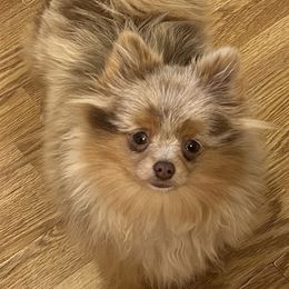 Franzia - Pomeranian