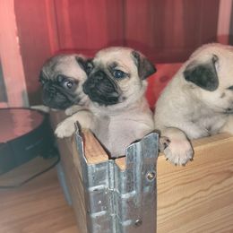 Pug Puppies from GEORGIA.PUGS