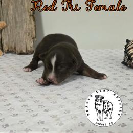 Laila - Red tri female Miniature Australian Shepherd puppy in Jaroso, Colorado from Heaven Sent Aussies