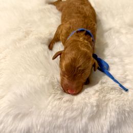 Goldendoodle Puppies from Desert Paws Doodles