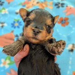 Zeus - Blue and gold male Yorkshire Terrier puppy in East Alton, Illinois from Yorkies of the Shire