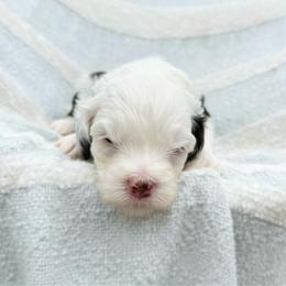 Rally - Tri-color male Bernedoodle puppy in Wamego, Kansas from Doodles of Oz