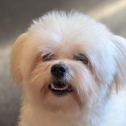 Maltese, Maltipoos, and Poodles from MountCarmelPuppies