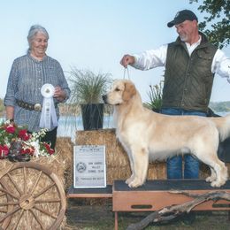 Floyd - Golden Retriever