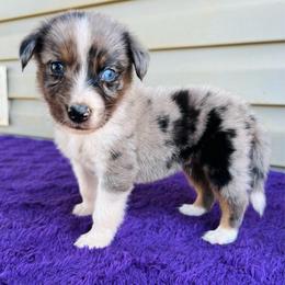 Champ - Blue merle male Australian Shepherd puppy in Charlotte, North Carolina from Awesome Aussies