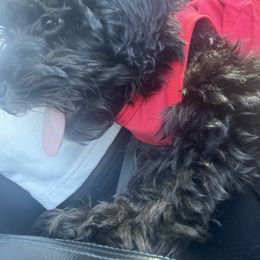 Tux - Black male Yorkipoo puppy in Plantation, Florida from Racquel Smith