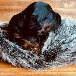 Snickers - Black and tan female Cavapoo puppy in Colorado Springs, Colorado from Blue Cottage Farm Cavapoos