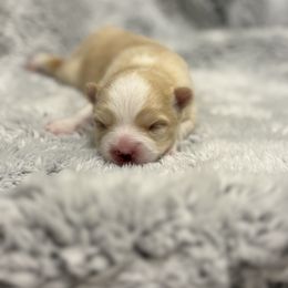 Yellowstone AKA Butterball - Red and white male Pomsky puppy in Cumming, Iowa from Winter’s Perfect Pomskies