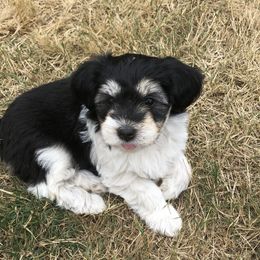 Havanese Puppies from Hoodview Havanese