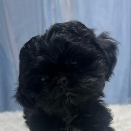 Girl 1 - Black and white female Shih Tzu puppy in Tenino, Washington from Fantasy Realm Shih Tzus