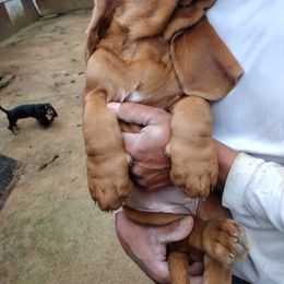 Basset Hound Puppies from MGA Basset Hound