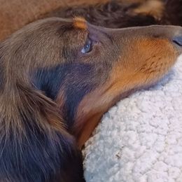 Desirae - Dachshund