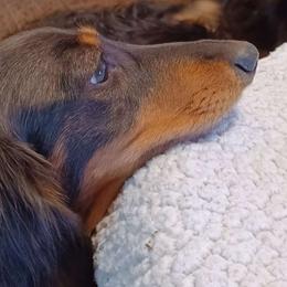 Desirae - Dachshund