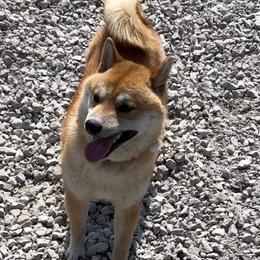 Mochi - Shiba Inu