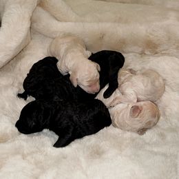 Poodle puppies from Aura & Luxe Poodles
