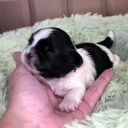 Girl 1 - Black and white female Shih Tzu puppy in Bishop, California from Shih Tzu G-ma