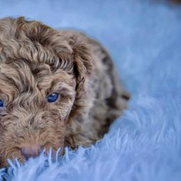 Bernedoodles, Labradoodles, and Poodles from New life kennels