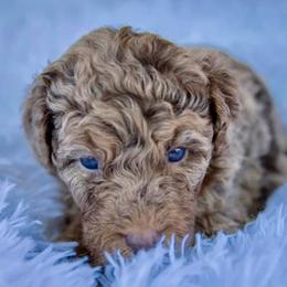 Bernedoodles, Labradoodles, and Poodles from New life kennels