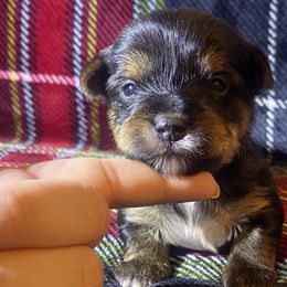 Boy 1 - Yorkshire Terrier puppy from Melrey's paws