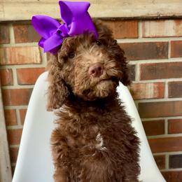 Muffin - Chocolate female Goldendoodle puppy in Pulaski, Tennessee from Doodle My Heart
