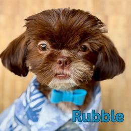 Rubble - Chocolate male Shih Tzu puppy in San Tan Valley, Arizona from My Puppy Tzu