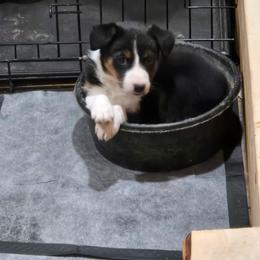 Border Collie Puppies from MACs Border Collies