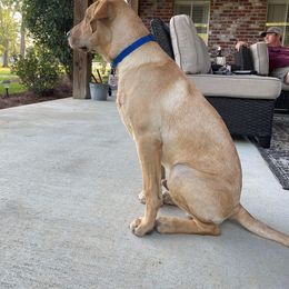 Labrador Retriever Puppies from Sycamore Kennels