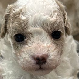 Maltipoos from Cleveland's Poodles