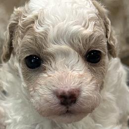 Maltipoos from Cleveland's Poodles