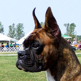 Ruby Woo - Boxer