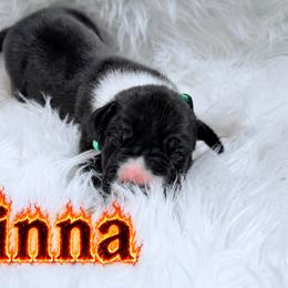 Cinna - Mantle male Great Dane puppy in Montgomery, Texas from KD Sweet Southern Danes