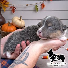 Freddy- Gorgeous Blue tri boy with his natural long tail - Blue male Pembroke Welsh Corgi puppy in Taylorsville, North Carolina from Mill Creek’s Pembroke Welsh Corgis and French Bulldogs
