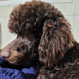 Poodles from Fancy Smantzy Poodles