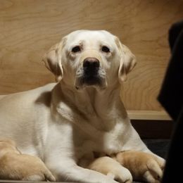 French Bulldog and Labrador Retriever Puppies from Rare Pearl Labradors and Belle Rouge Frenchies