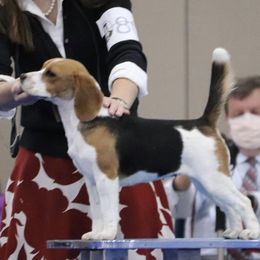 Brandy - Beagle