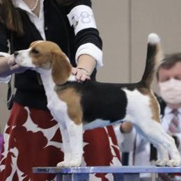 Brandy - Beagle