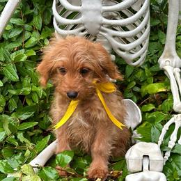 Rocket - Red  male Goldendoodle puppy in Herriman, Utah from Gypsi Doodles & Poodles LLC.