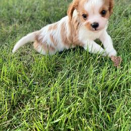 Cavalier King Charles Spaniel Puppies from Strawberry Hill Cavaliers