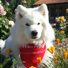 Samoyeds from Alta Samoyeds