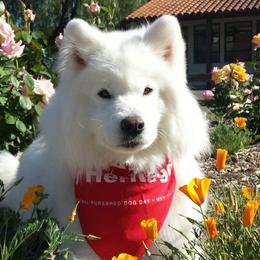 Samoyeds from Alta Samoyeds