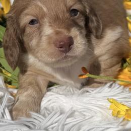Sailor - Chocolate and cream male Dachshund puppy in Bentonville, Arkansas from T & D Dachshunds by design