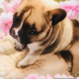 French Bulldog Puppies from Stuudmuffinfrenchies